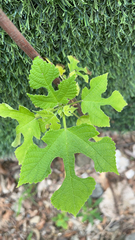Broussonetia papyrifera