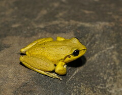 Ranoidea lesueuri