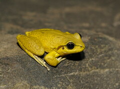 Ranoidea lesueuri