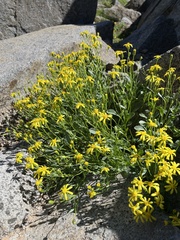Senecio fremontii