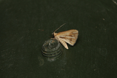 Chiasmia turbulentata