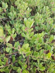 Arctostaphylos pumila