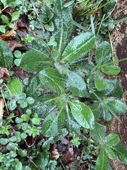 Pilosella officinarum