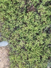 Arctostaphylos pumila