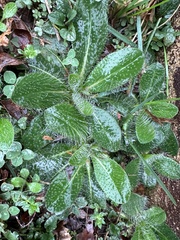 Pilosella officinarum