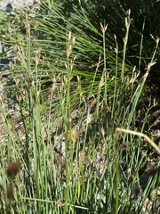 Juncus drummondii