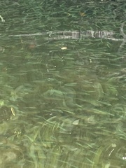 Atherinomorus stipes