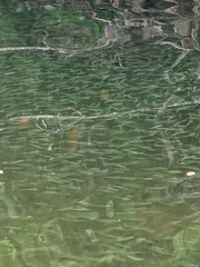 Atherinomorus stipes