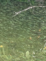 Atherinomorus stipes