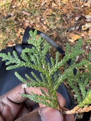 Thuja occidentalis