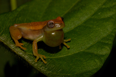 Dendropsophus