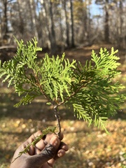 Thuja occidentalis