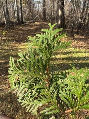 Thuja occidentalis