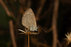 Zizeeria knysna knysna
