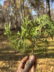 Thuja occidentalis