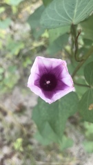 Ipomoea heptaphylla