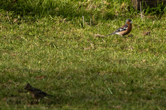 Fringilla coelebs gengleri