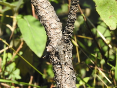 Sceloporus