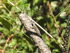 Sceloporus