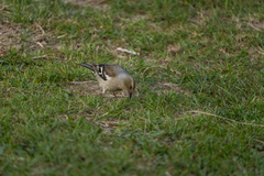 Fringilla coelebs gengleri