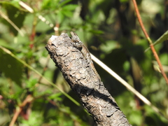 Sceloporus
