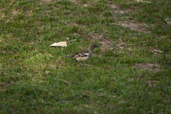 Fringilla coelebs gengleri