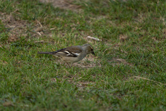 Fringilla coelebs gengleri