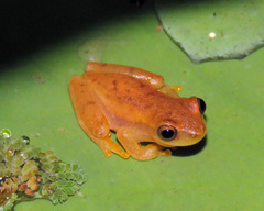 Dendropsophus