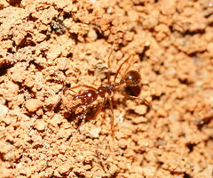 Aphaenogaster longiceps