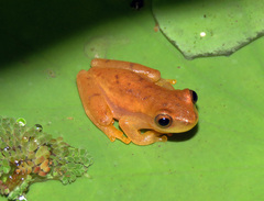 Dendropsophus