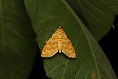 Notarcha quaternalis