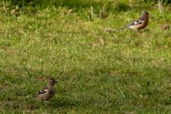 Fringilla coelebs gengleri