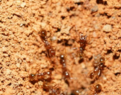 Aphaenogaster longiceps