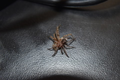 Herpyllus propinquus