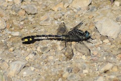 Gomphurus fraternus