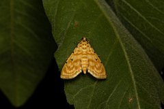 Notarcha quaternalis