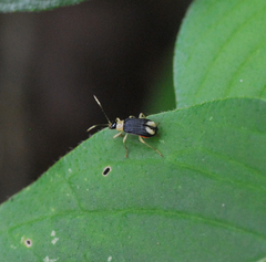 Paratriarius curtisii