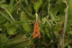 Diasemia monostigma