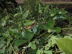 Canavalia cathartica