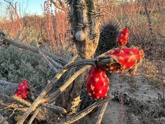 Peniocereus striatus