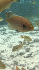 Lepomis punctatus