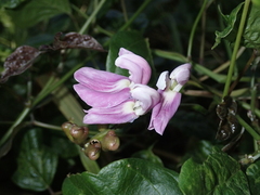 Canavalia cathartica