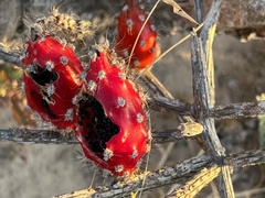 Peniocereus striatus
