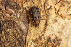 Holophloeus
