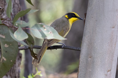 Lichenostomus melanops