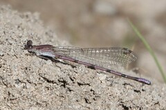 Argia pallens