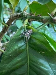 Opisthoncus quadratarius