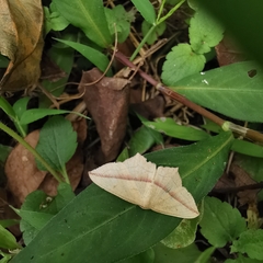 Timandra convectaria