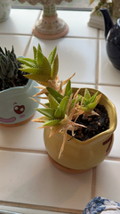 Haworthia