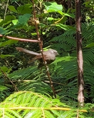 Rhipidura fuliginosa